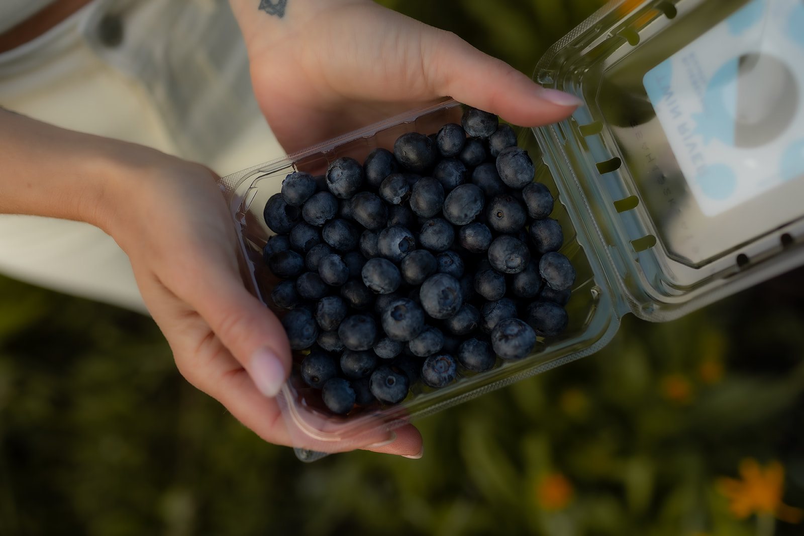 Hands holding a fresh pint of blueberries in a garden