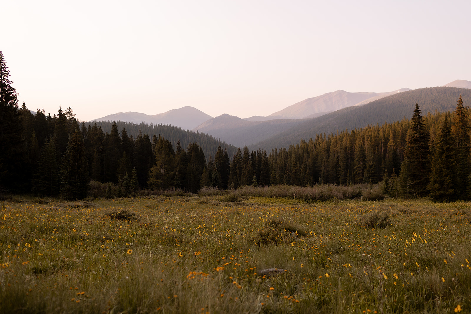 A wildflower meadow at golden hour with pine forest and mountains beyond
