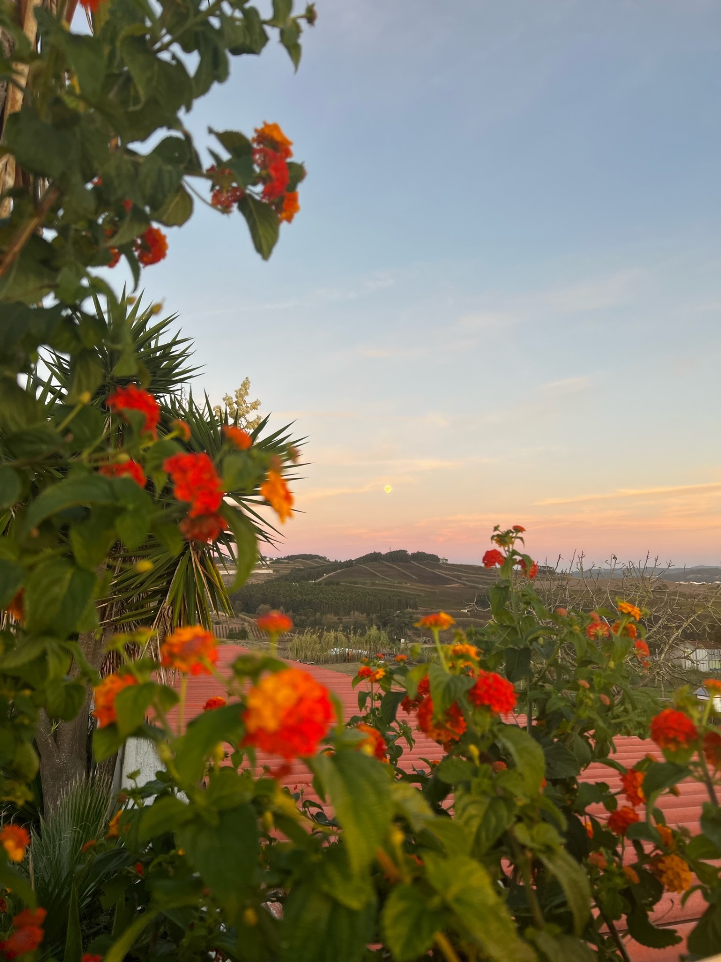 Soft sunrise over a natural landscape representing functional wellness